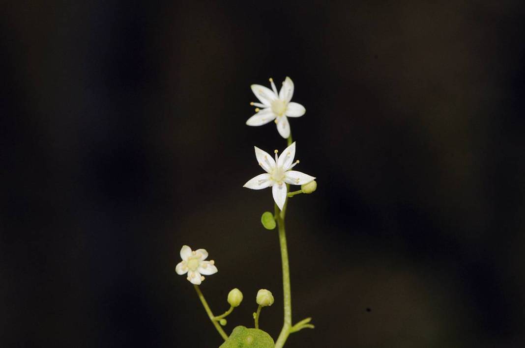 İzmir'in dağlarında endemik çiçekler açtı! 5